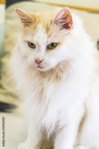 Cat face close up portrait.effect soft focus and blur