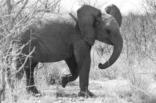 Elefantenjunges im Etosha Nationalpark