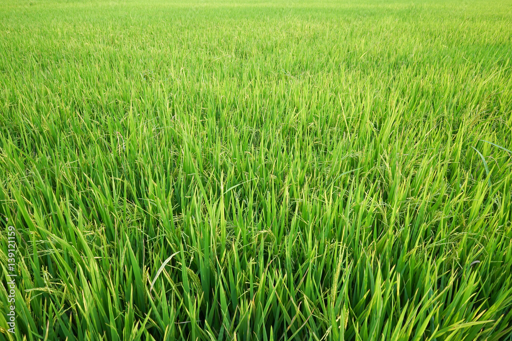Fresh green rice field in suburb Bangkok, Thailand Fresh green rice field in suburb Bangkok, Thailand