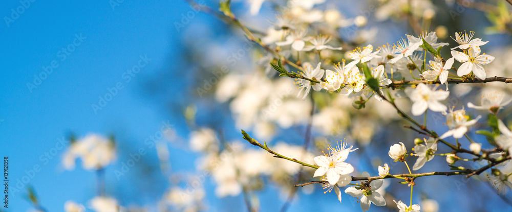 Cherry blossoms over blurred nature background. Spring flowers. Spring Background with bokeh. Cherry blossoms over blurred nature background. Spring flowers. Spring Background with bokeh.