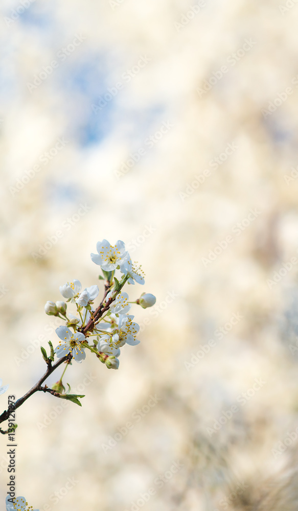 Cherry blossoms over blurred nature background. Spring flowers. Spring Background with bokeh.