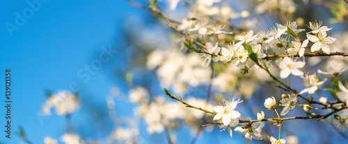 Cherry blossoms over blurred nature background. Spring flowers. Spring Background with bokeh.
