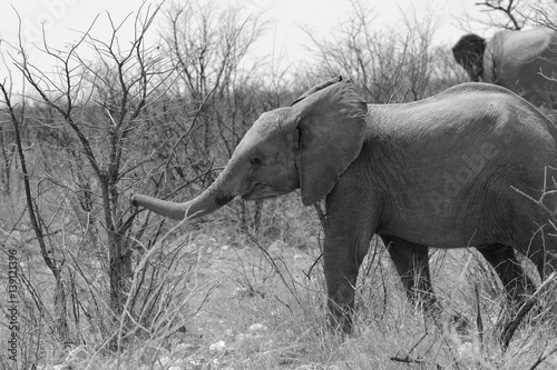 Elefantenjunges im Etosha Nationalpark