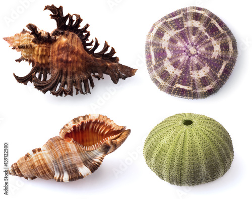 Sea urchins and shells on white background. photo