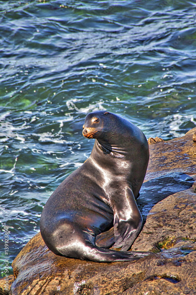Fototapeta premium Handsome Seal sunning himself on the Rocks in La Jolla, California.