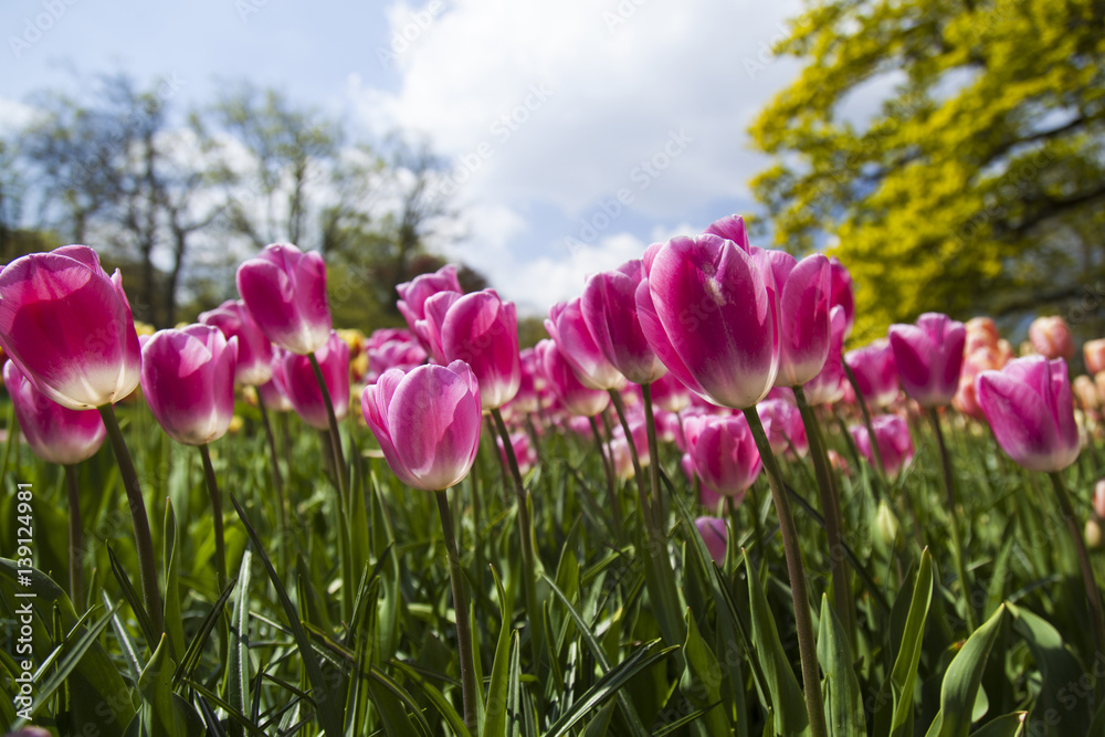 Spring tulips in the garden, spring blossom