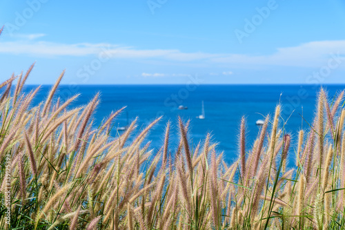 Grass field and blue sky