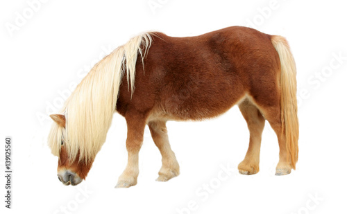 Obraz na plátně Palomino Shetland pony