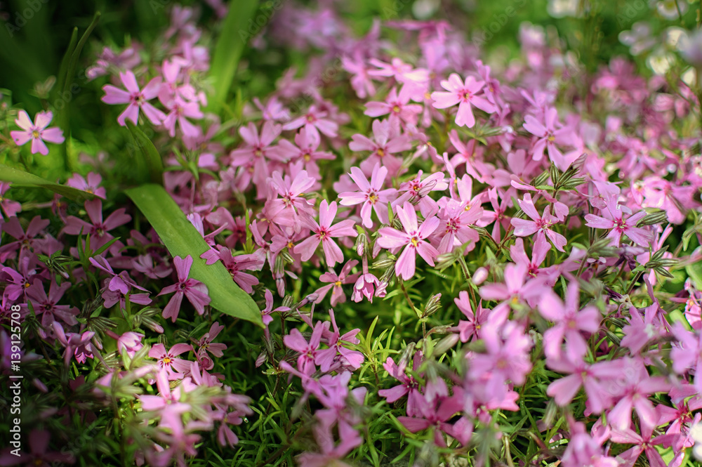 Small pink flowers