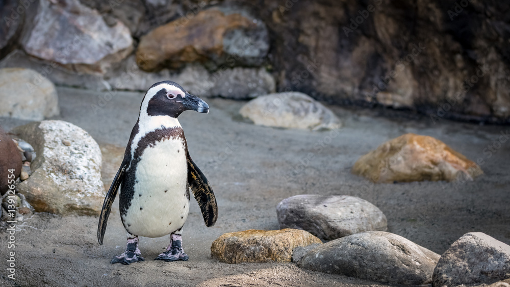Naklejka premium African penguin standing surrounded by rocks looking right