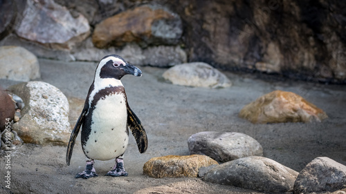 African penguin standing surrounded by rocks looking right
