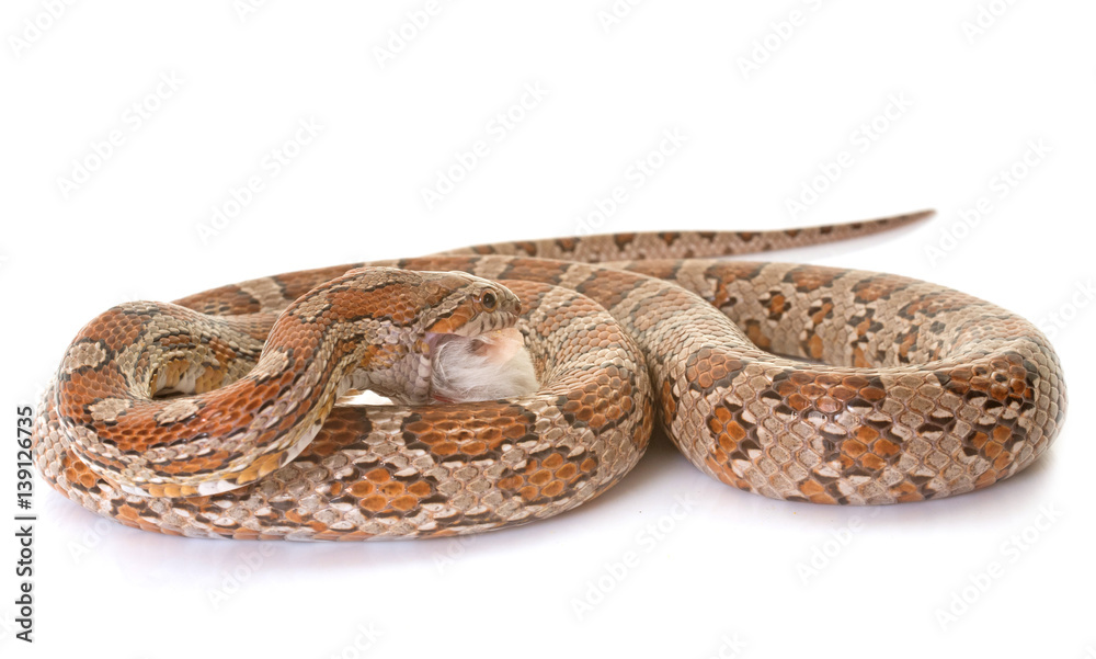 corn snake eating mouse
