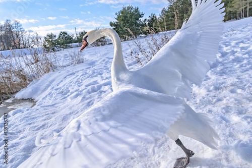 Running a swan with outstretched wings