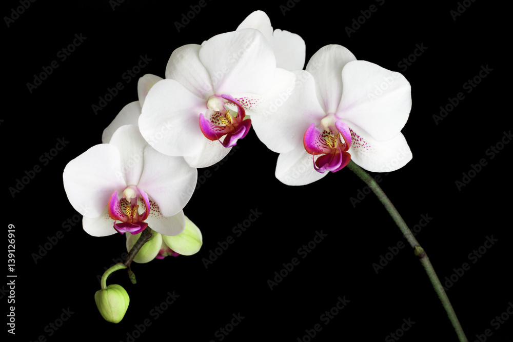 white orchids isolated on black white orchids isolated on black