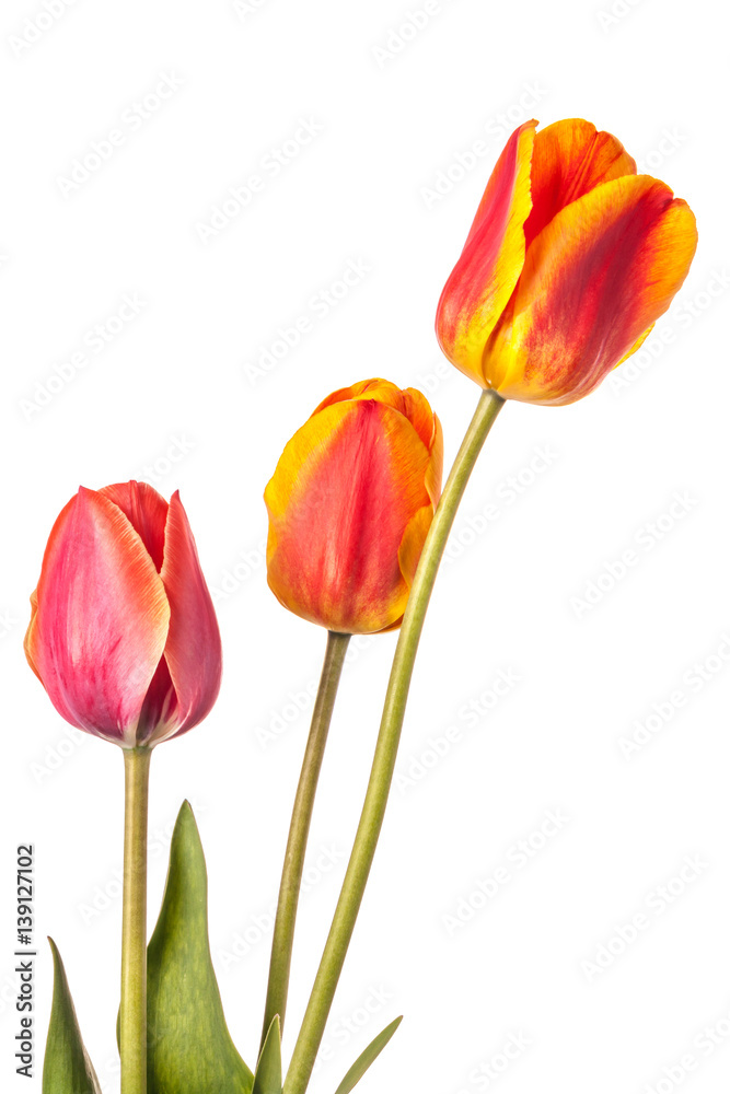 Obraz premium Isolated tulip Flowers on a white background