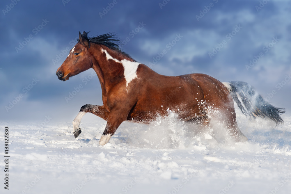 Pinto horse run gallop in winter snow field Pinto horse run gallop in winter snow field
