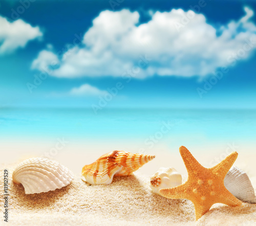 Seashell and starfish on the sandy beach