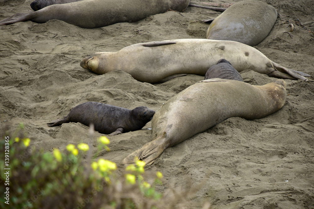 Female elephant seal nursing baby Female elephant seal nursing baby