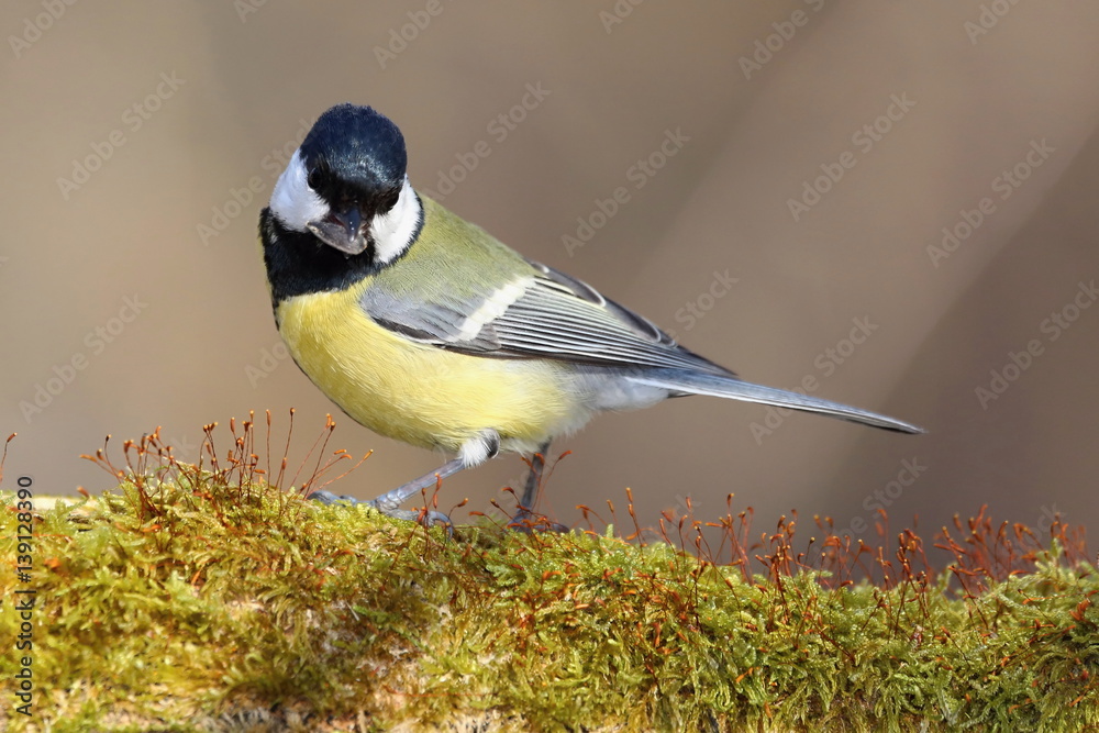 Parus major, Blue tit . Wildlife landscape, titmouse sitting on a branch moss-grown.. Europe, country Slovakia. Parus major, Blue tit . Wildlife landscape, titmouse sitting on a branch moss-grown.. Europe, country Slovakia.