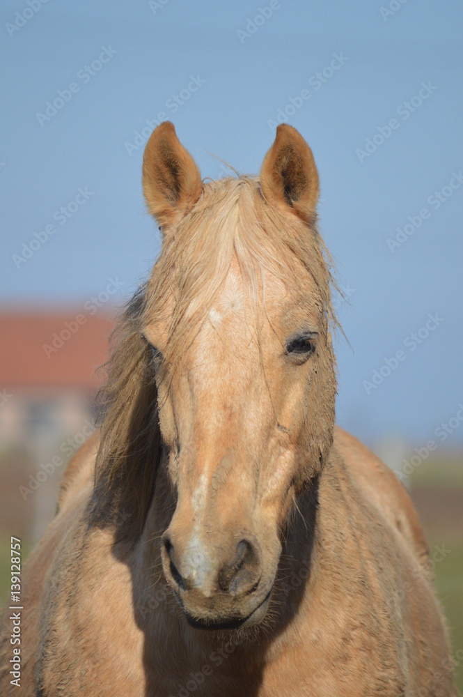 Obraz premium Cheval