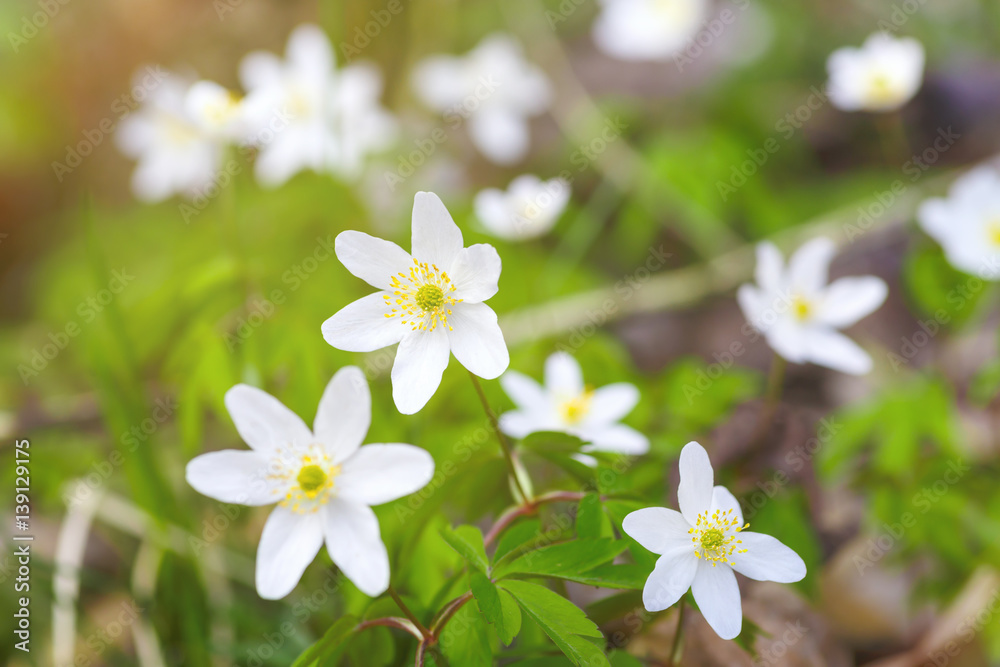 The flowers are white snowdrops in the meadow. Selective focus. Spring background The flowers are white snowdrops in the meadow. Selective focus. Spring background