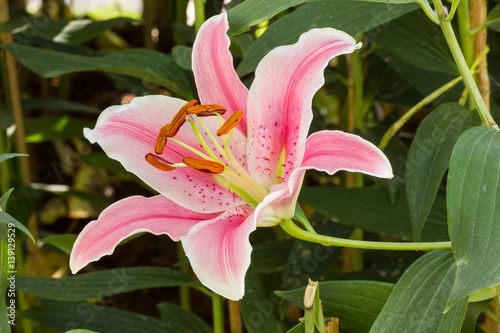 pink Lily flower in the garden