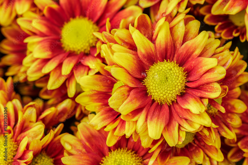 closeup yellow chrysanthemun flowers closeup yellow chrysanthemun flowers
