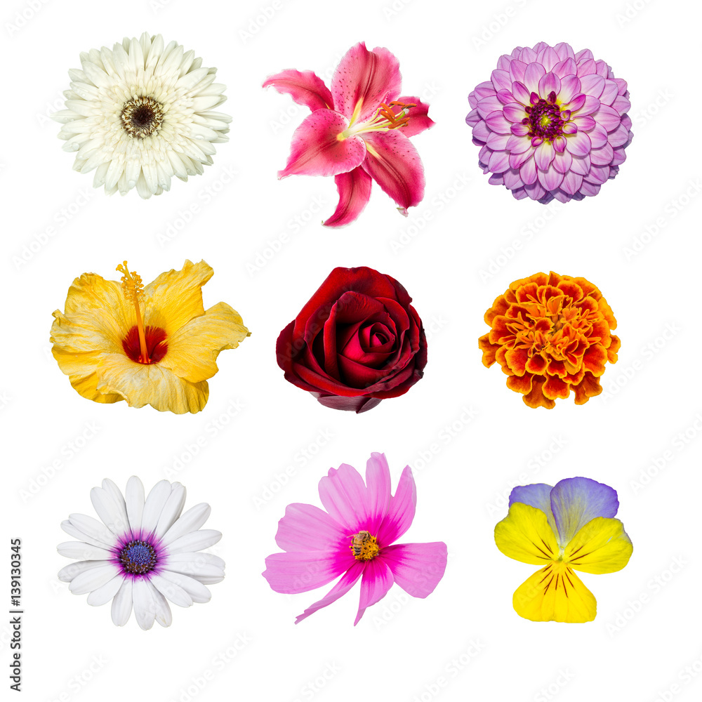 collection of various red, orange, white, pink, violet and yellow flower contain hibiscus, cosmos, rose, lilly, gaillardia, chrysanthemum , dahlia, marigold, pansy collection of various red, orange, white, pink, violet and yellow flower contain hibiscus, cosmos, rose, lilly, gaillardia, chrysanthemum , dahlia, marigold, pansy