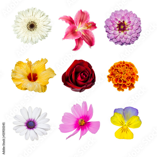 collection of various red, orange, white, pink, violet and yellow flower contain hibiscus, cosmos, rose, lilly, gaillardia, chrysanthemum , dahlia, marigold, pansy
