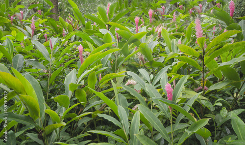 Pink Ginger  Alpinia purpurata  flower