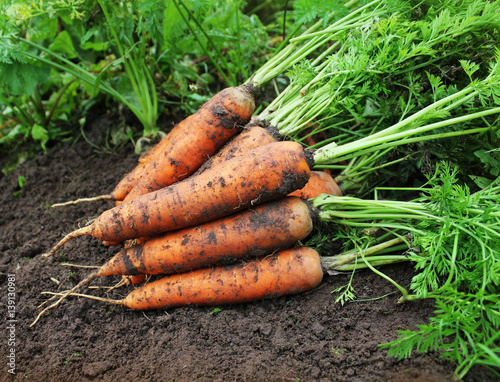 Harvesting carrots. Fresh carrots lying on ground.