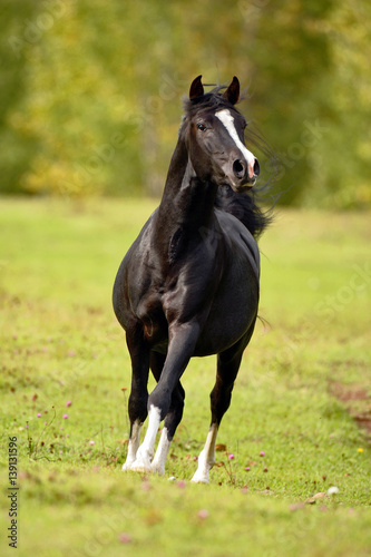 Beautiful black Arabian Horse Stallion cantering in meadow, towards camera.
