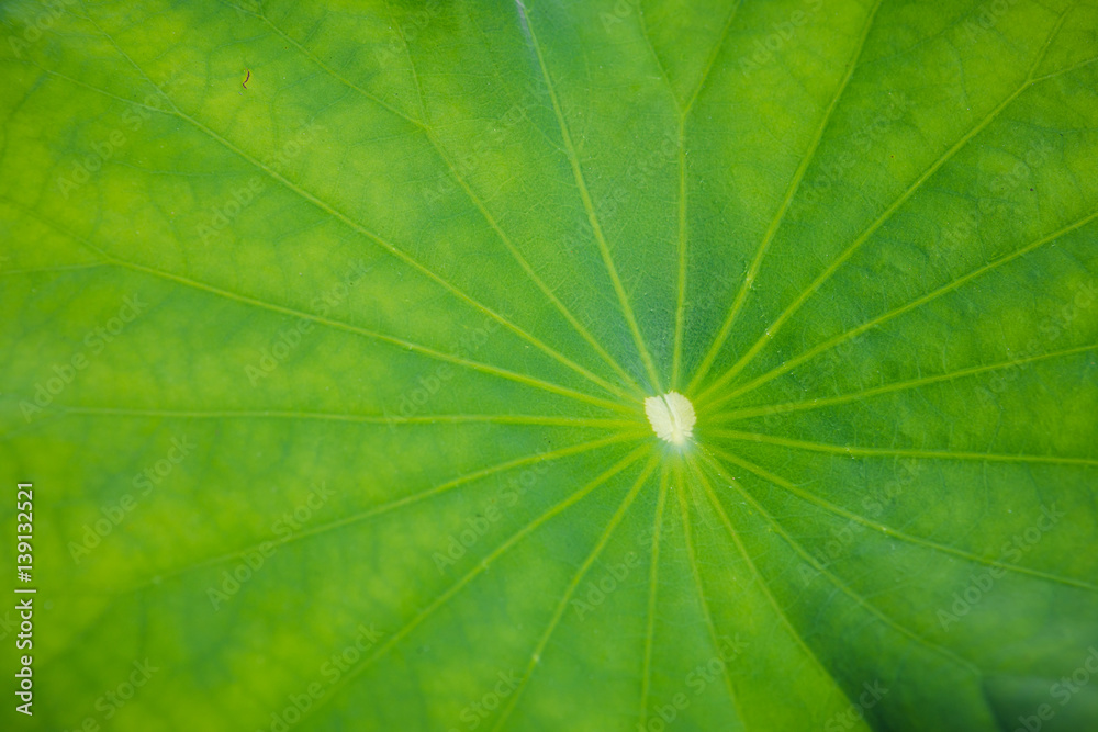 Close up lotus leaf with morning light. Close up lotus leaf with morning light.
