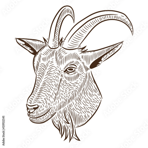 freehand drawing, a portrait of a goat, vector