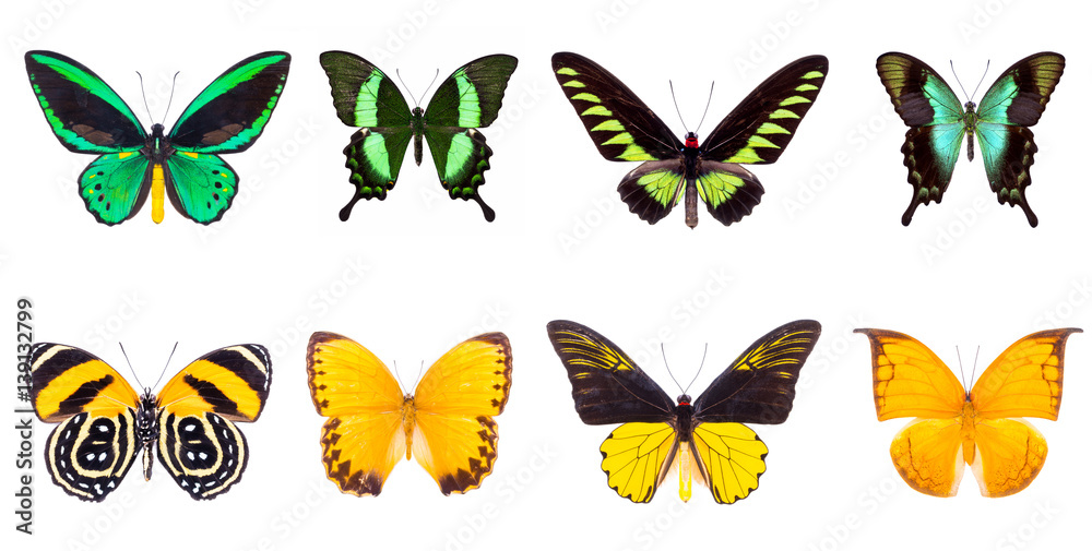 Set of beautiful and colorful butterflies isolated on white.