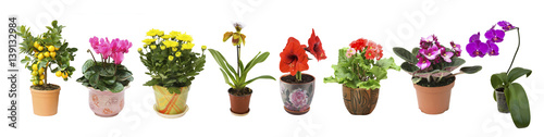 Home flowers in pots on white background isolated