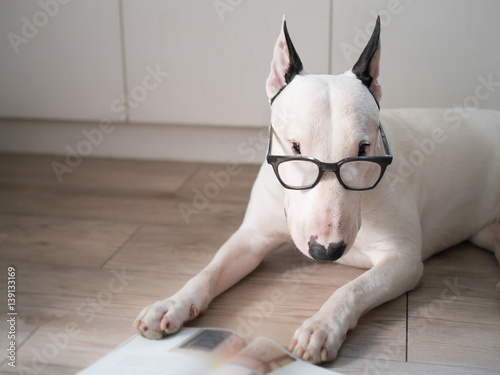 Fototapeta White bull terrier dog with vintage eyeglasses reading a book