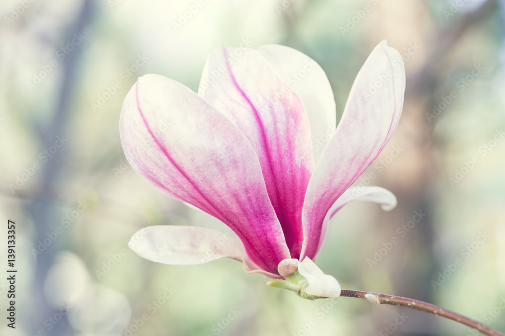 Magnolia flowers spring blossom