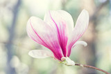 Magnolia flowers spring blossom