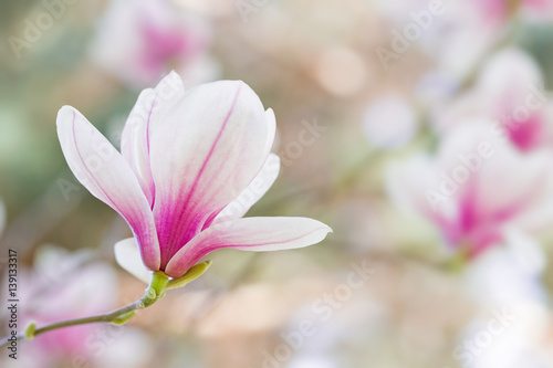 Fototapeta Naklejka Na Ścianę i Meble -  Magnolia flowers spring blossom