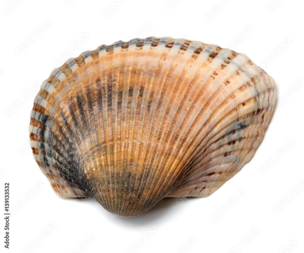 Seashell isolated on a white Seashell isolated on a white