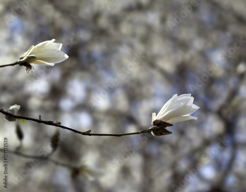 Two buds of blooming magnolia