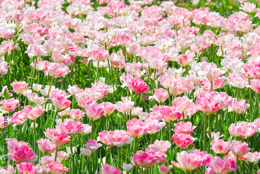 Naklejka premium The background of Terry pink-white tulips