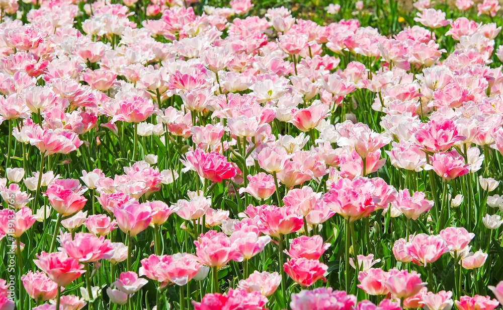 Fototapeta premium The background of Terry pink-white tulips