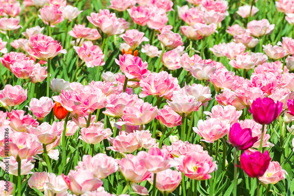 The background of Terry pink-white tulips