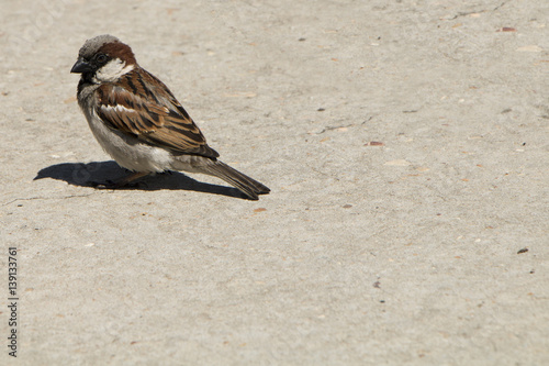 house sparrow bird sitting in the sun