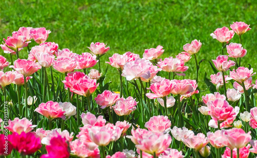 The background of Terry pink-white tulips