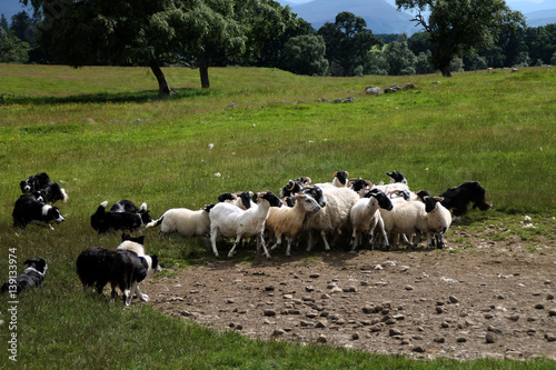 Eine Schafsherde mit Hunden