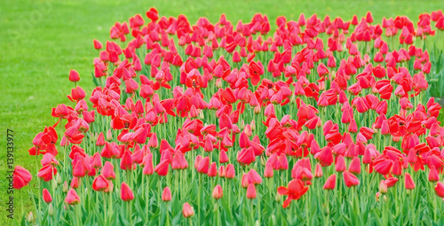 Garden bed with red tulips in the nursery