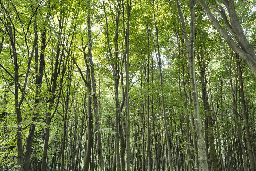 Green forest Green forest